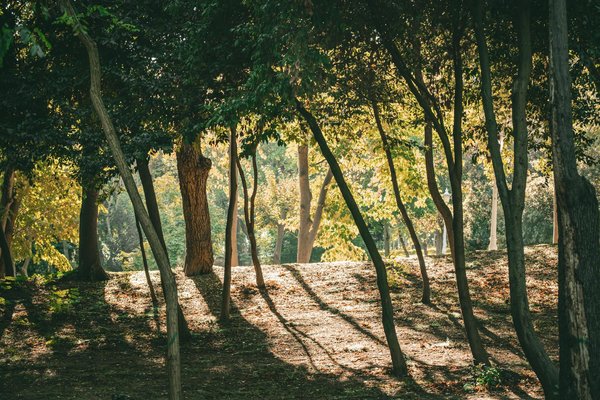 Huiles végétales biologiques : beauté naturelle et responsable